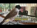 Download Lagu Suara Burung Kutilang Gacor ASLI Tanpa isian, Ampuh untuk Pikat Kutilang bikin kutilang Ribut gacor