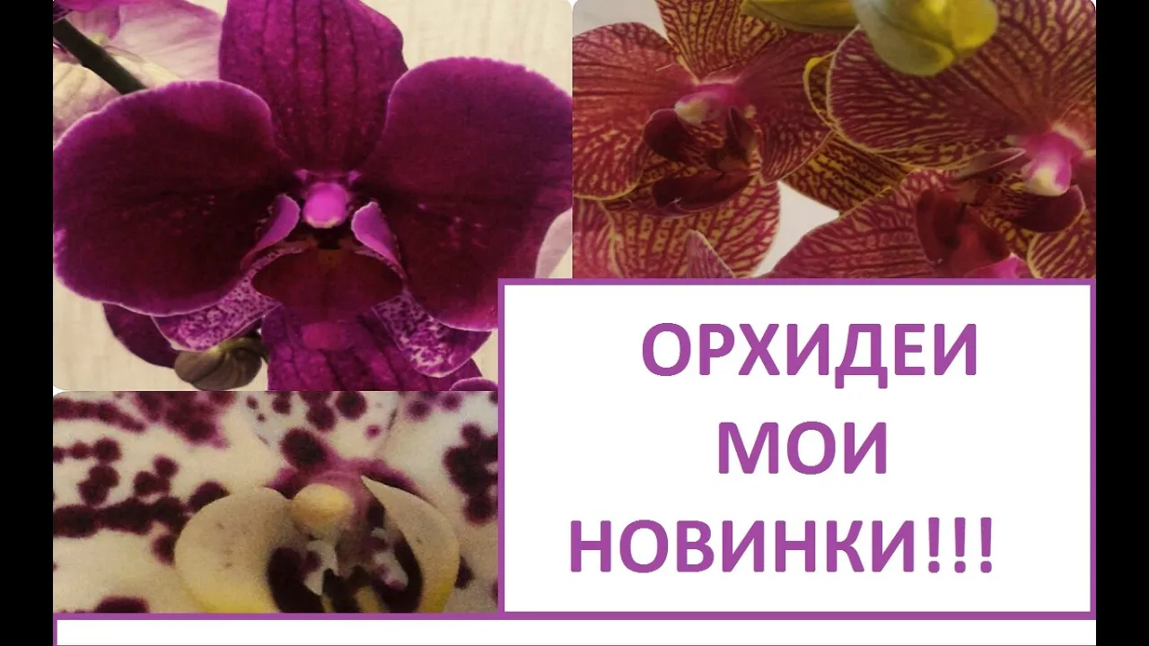 НОВЫЕ ОХИДЕИ КАШПО ДЛЯ ОХИДЕЙ/NEW ORCHIDS POTS FOR ORCHIDS