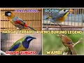 Download Lagu UPDET HARGA BURUNG PANCA WARNA,ROBIN,CUCAK CUNGKO,WAMBI IMPORT TERBARU MP3