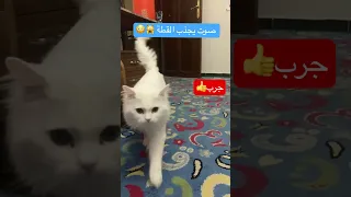 صوت يجذب القطط اكسبلور 