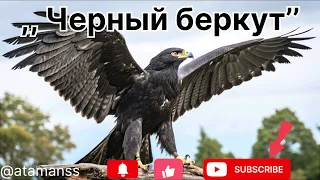 Песня Черный беркут 