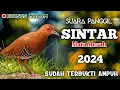 Download Lagu SUARA PALING MANTAP UNTUK PANGGIL BURUNG SINTAR MATA MERAH/SINTAR GUNUNG. DIJAMIN 100% PADA DATANG