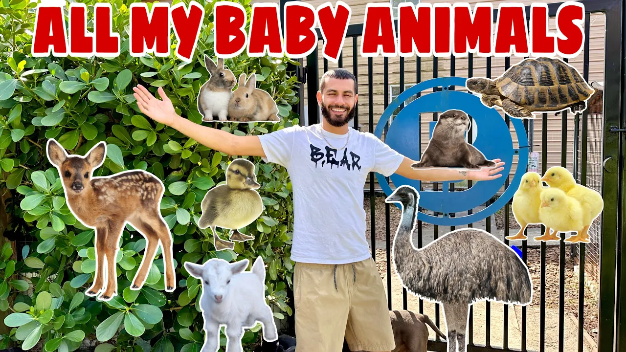 ALL My BABY ANIMALS on My PROPERTY in ONE Video!!