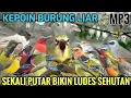 Download Lagu 💯% KEPO❗Suara Pikat Burung Kecil #pikatburung -Terbukti Ampuh 2025
