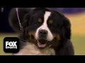 The Working Group 2026 Westminster Dog Show
