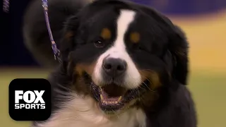 Play trivia and poll mini-games with friends, while you watch 2026 Westminster Dog Show The Working Group (2026). Who will be crowned Best in Show?