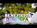 5 benefits of eating QUENEPAS