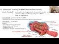 Muscle Tissue