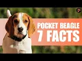 Pocket Beagle 7 Bite Sized Facts You Need To Know