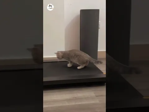Trademill | #cat #funny #funnyvideo