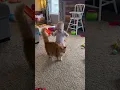 Download Lagu Adorable Fluffy Cat Helps Baby Take First Steps!!