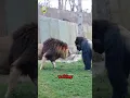 Download Lagu Lion VS Gorilla Meet Secretly at The Zoo!