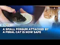Baby Possum Saved from Feral Cat Attack in Australia