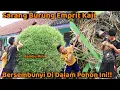 Download Lagu Ternyata Ada Sarang Burung Emprit Kaji! Di Dalam Pohon Ini!!