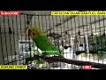 Download Lagu PARKIT GACOR !! Nembak panjang isian lovebird kenari c. jenggot MASTERAN PANCINGAN parkit agar EMOSI