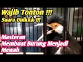 JALAK SUREN SUARA UNIK (MASTERAN MEWAH)