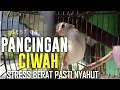 Download Lagu Pancingan ciblek sawah / klik klik bahan biar cepat bunyi gacor