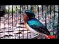 Download Lagu Kolibri wulung gacor masteran burung handal