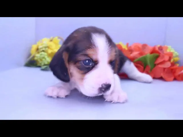 動画