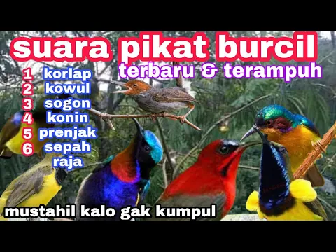 Download MP3 TERBARU‼️SUARA PIKAT BURUNG KECIL || pikat kolibri sogon,korlap,kowul,konin,sepah raja,prenjak