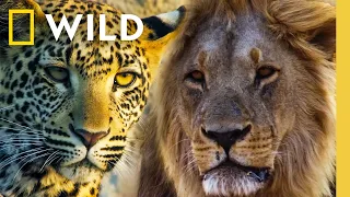 LIVE Predator Battles Lions vs Leopards vs Hyenas Savage Kingdom Livestream Nat Geo Animals