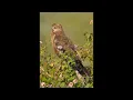 Marsh Harrier Bird Call