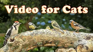 Your Cat Will NOT Look Away From This 😳🐾 ~ Videos for Cats on to Watch - ⭐ 10 HOURS ⭐