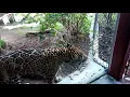 Download Lagu Jaguar Roaring at San Diego Zoo