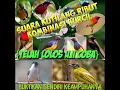 Download Lagu Suara kutilang ribut (kombinasi burcil)