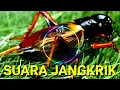 Download Lagu SUARA JANGRIK JERNIH COCOK BUAT PENGUSIR TIKUS