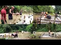 Download Lagu Traditional trap for a fish is  completely done | Akibo Achumi Vlog 