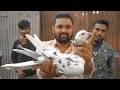 Download Lagu বাংলাদেশের সবথেকে বড় কবুতর | ঘোড়াশাল কবুতর হাট