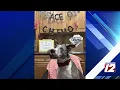 West Warwick s comfort K-9 celebrates final chemotherapy treatment