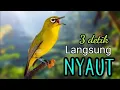Lagu pancingan pleci ngalas bukpar - AMPUH bikin bunyi.