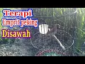 Download Lagu terapi emprit peking di sawah