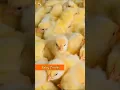 Download Lagu Suara Burung Camar, Anak Ayam, dan Burung Jalak Sayap Merah 🧡 Campuran Burung