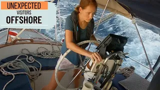 We had some Unexpected Visitors OFFSHORE [EP 184] – Sailing to The Grenadines