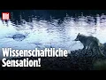 Lagu Wolf angelt sich sein Futter – Beweis für intelligentes Handeln?