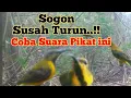 Download Lagu Suara Pikat Sogon Ribut Solusi Paling Ampuh