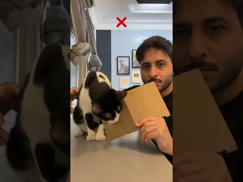 ام هالات اخر شي تحسبني جايب اكل+جربوه وقولوا لي يعضون الكرتون او لا😂 #cat #قطط #قطة