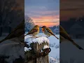 Lagu Even winter couldn’t freeze their love. ❄️🐦 #europeanrobin #winterbirds #birds #birdlovers #wildlife