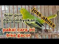 Download Lagu cara merawat burung sirtu dari ombyokan agar mau bunyi