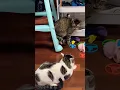 Download Lagu Uh oh, someone is in trouble🐱😍😜#catlovers #catmemes #catvideos #catshorts