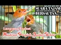 Download Lagu Masteran Prenjak Jantan Memanggil  Prenjak Betina Gacor Bersautan Sangat Jernih