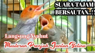 Download Masteran Prenjak Jantan Memanggil  Prenjak Betina Gacor Bersautan Sangat Jernih MP3