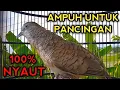 Lagu PANCINGAN PERKUTUT BANGKOK AGAR BUNYI 100% BIKIN PERKUTUT BANGKOK GACOR NYAUT MBAH