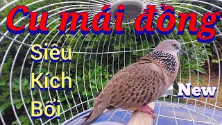 Download 🇻🇳 Tiếng chim cu MÁI ĐỒNG gọi trống cực hay kích bổi cực nhậy / bổi nghe gáy liền #CuGáyĐôngLào MP3