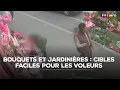 Download Lagu Bouquets et jardinières : cibles faciles pour les voleurs｜TF1 INFO