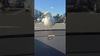 طائر النورس جعله نادم ا طوال حياته 