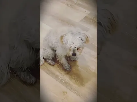 Whose Dog Did She Let Inside?